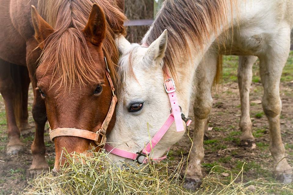 Source: Hope for Horses