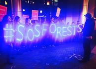 Save Our Southern Forests